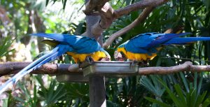 Blue & gold macaws