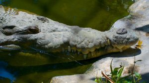 Smile! A big crocodile.