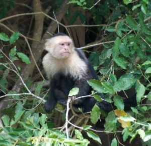 Capuchin monkey, like cappuccino, brown body and white on top.