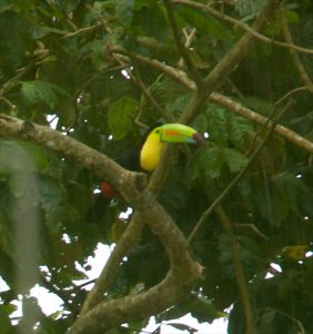 We stopped to see this toucan nesting in a tree along the highway.