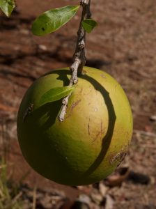 A “gourd” that grows on trees.