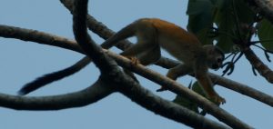 Spider monkey, actually an invasive species.