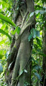 Strangler fig: It starts as an epiphyte, grows down the side of the tree, squeezes it to death, and takes its airspace.